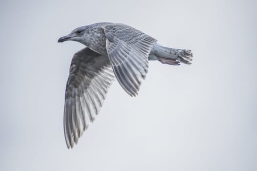 the young herring gulls (larus argentatus) is a common seabird widespread around the harbor, and tista river in Halden, the picture is shot one february day in 2013
