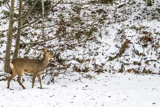 european roe deer (capreolus capreolus) is the smallest of the deer that live in norway, and it must be considered as a newcomer in our northern fauna, the image is shot in december 2012 in a forest in Halden