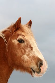 danish horses on a field in the summer 
