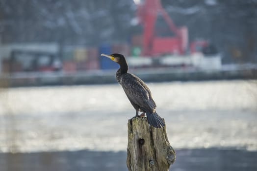 great cormorant sitting on a pole into the river in the sunshine, the image is shot at the tista river in halden one day in february 2013