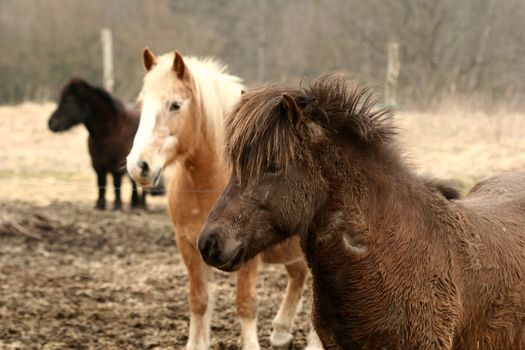 danish horses on a field in the summer 
