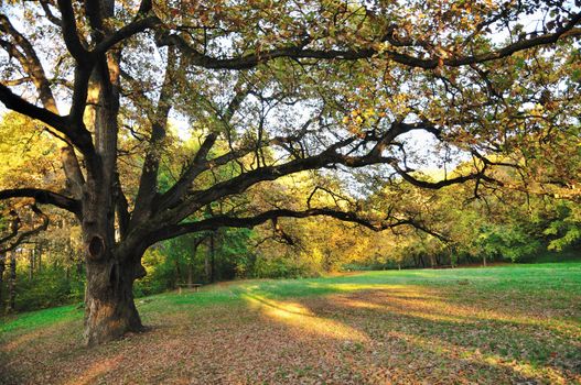 Big Oak Tree in Early Autumn Park. Stock Photo