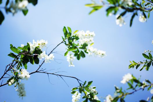 Spring time: blooming jasmine bushes in the garden