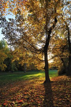 Autumn Morning Light in Park with Maple Trees