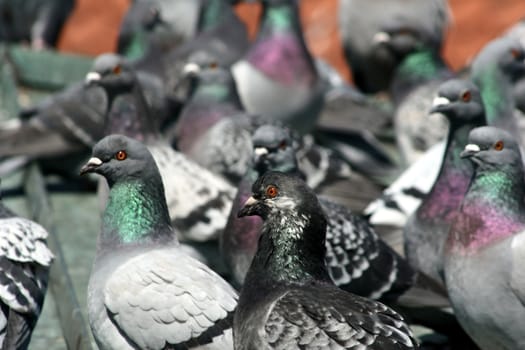plenty of pigeons