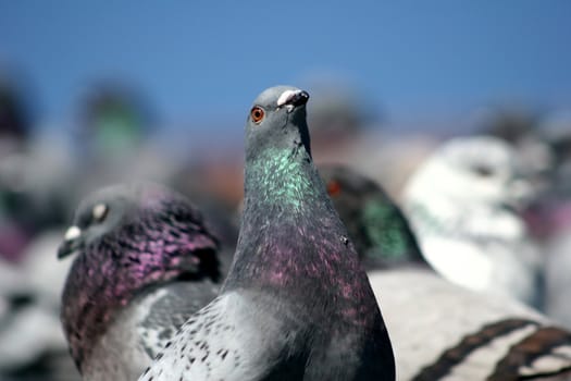 plenty of pigeons