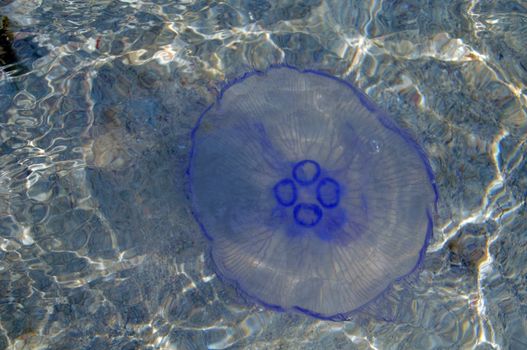 Huge jellyfish on Red sea shore