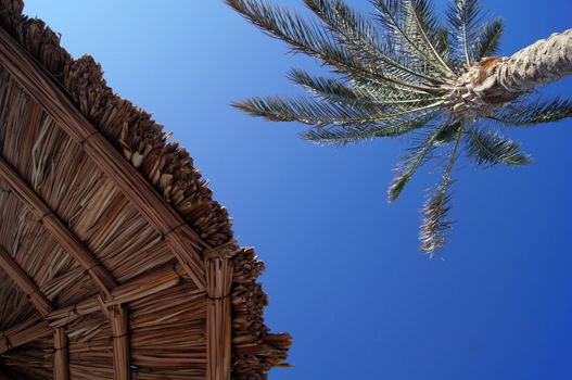 Tropical beach: sun umbrellas and palms