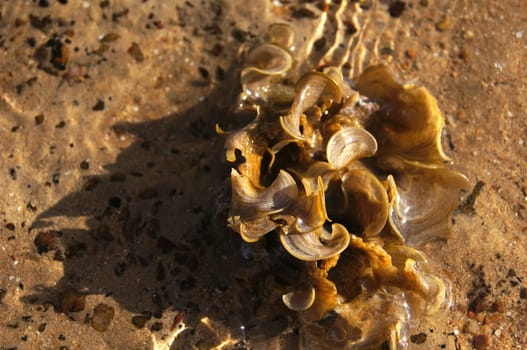 Texture of hard coral in the Red sea