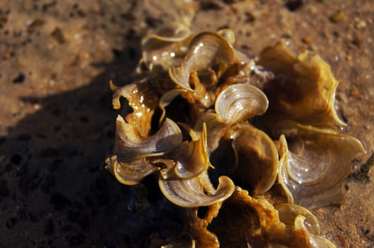 Texture of hard coral in the Red sea