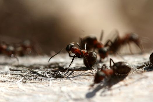 ants on a tree trunk