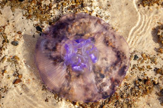 Huge jellyfish on Red sea shore