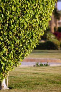Little green cut tree in the park
