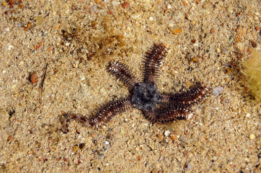 Close up of grey brittle star in the sea