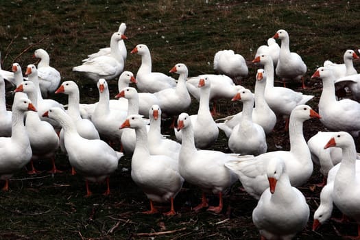 danish goose on a field in the summer 