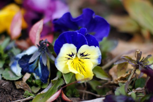 First spring flowers - tricolor viola