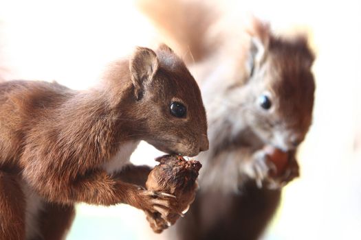 two squirrels eating a nut isolated white background
