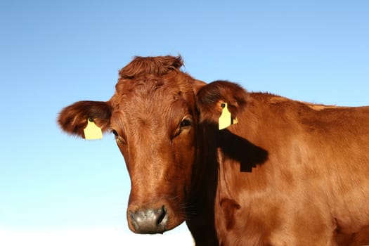 cows staring at the photographer