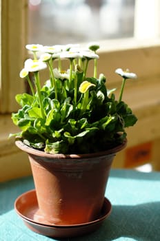 Flowers in the pot on the table