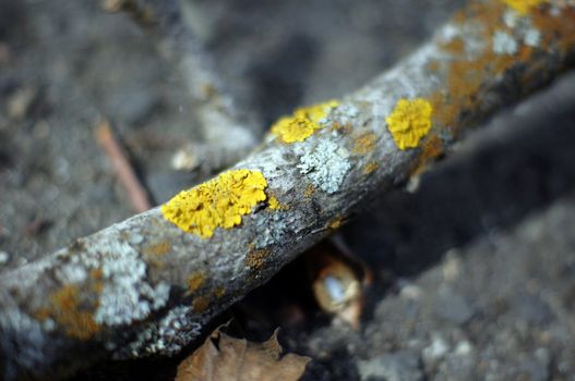 Bark of tree,tree texture