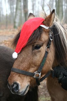 icelandic  horses with christmas hat