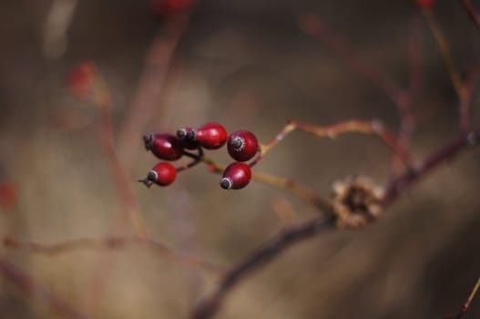 Closeup of Red guelder-rose