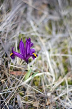 First spring flowers: blue crocus flowers in the wood
