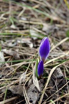 First spring flowers: blue crocus flowers in the wood