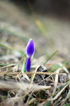 First spring flowers: blue crocus flowers in the wood