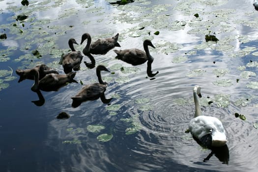 family of young swans swimming on a danish lake
