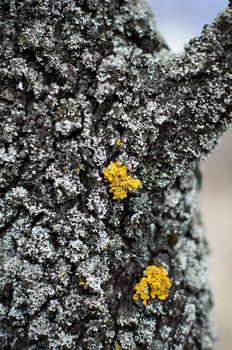 Bark of tree,tree texture