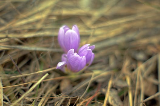 First spring flowers: blue crocus flowers in the wood