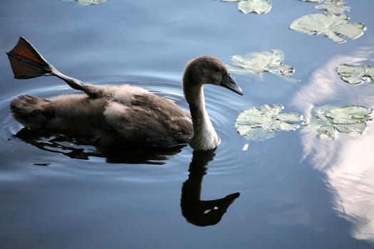 family of young swans swimming on a danish lake
