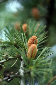 Young branch in spring from European Larch (Larix decidua)