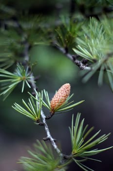 Young branch in spring from European Larch (Larix decidua)