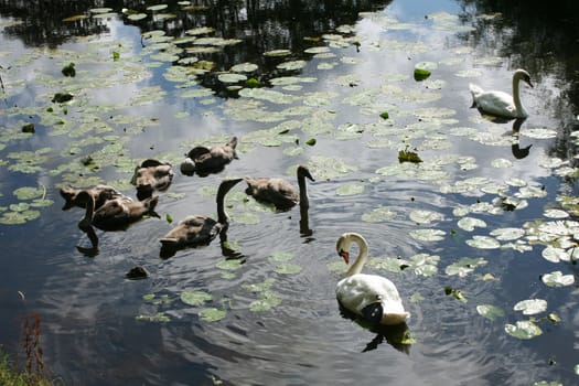 family of young swans swimming on a danish lake
