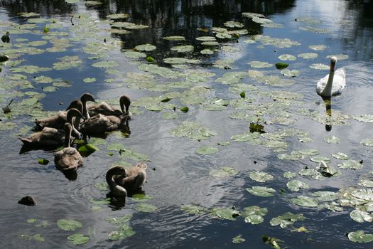 family of young swans swimming on a danish lake
