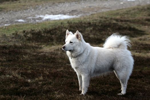 white dog playing and having fun in winter on a field