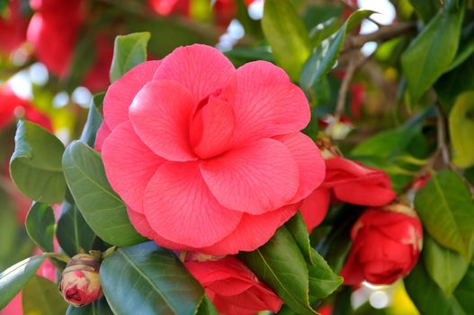 This is one of the many variety of Camellia