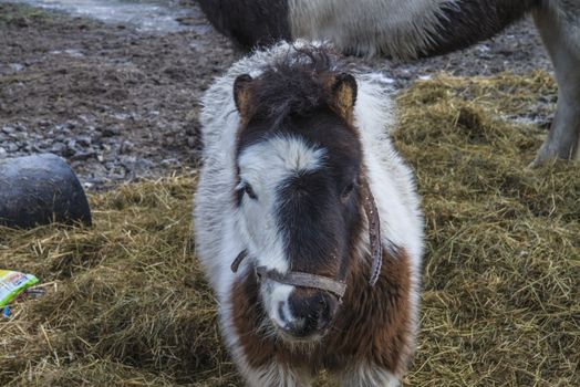 pony, a little horse with a big heart, the image is shot in january 2013 at a farm in Halden