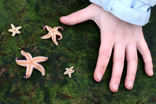 starfish from the north coast of the seeland island in denmark with a child hand on the rock

