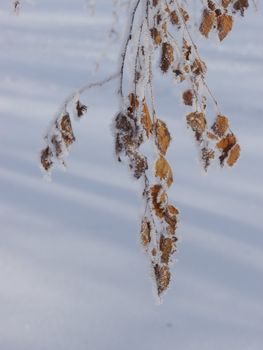 snow flakes on a branch outside in winter