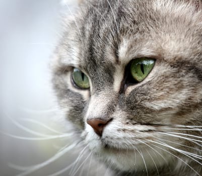 grey cat (s) with green eyes 