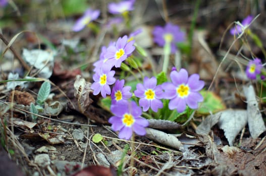 Spring time: first garden flowers