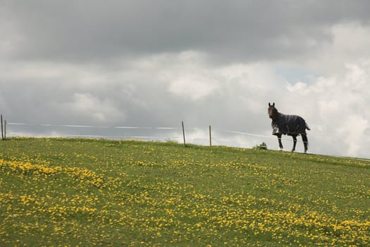 danish horses on a field in the spring