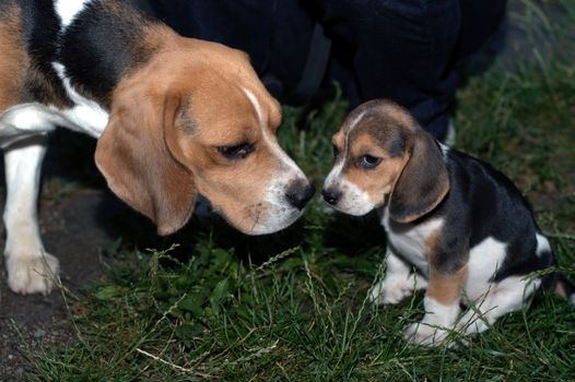 Beagles in garden