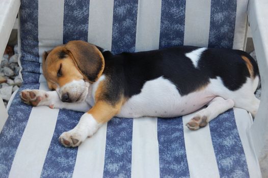 Beagles in garden