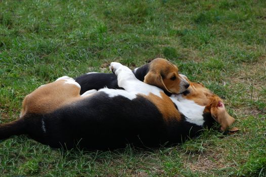 Beagles in garden