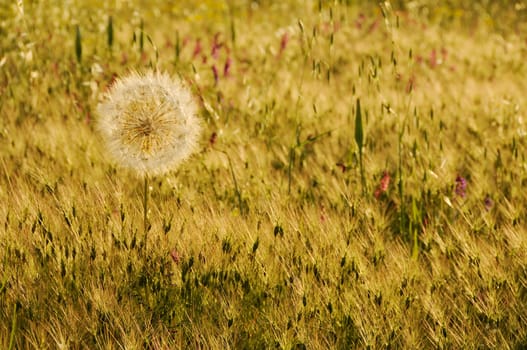 Meadow on the sunset warm light with big dandelion in it. Symbolizing diversity and freedom.
