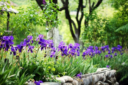 Spring time: blue iris flowers in the forest